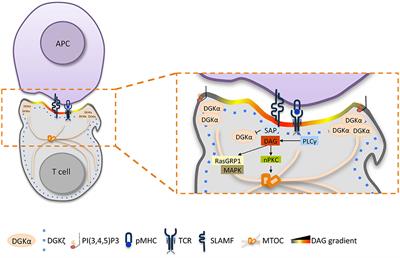 Diacylglycerol Kinases: Shaping Diacylglycerol and Phosphatidic Acid Gradients to Control Cell Polarity